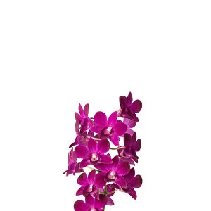 Dendrobium sa nook purple happiness
