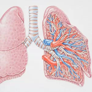 Diagram of the lungs, front view