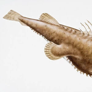 Digital illustration of Anglerfish (Lophius piscatorius), brown fish with long filaments on head