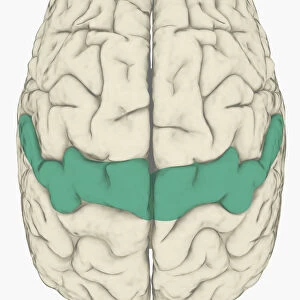 Digital illustration of somatosensory cortex in human brain highlighted in blue