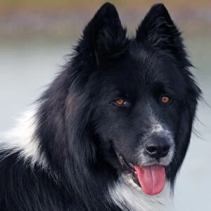 Dog -Canis lupus familiaris-, male, cross-breed, portrait
