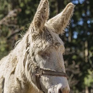 Domestic Donkey -Equus asinus asinus-, albino, Tyrol, Austria