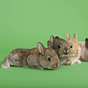 Five Domestic Rabbits -Oryctolagus cuniculus forma domestica-