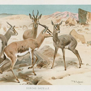 Dorcas Gazelle chromolithograph 1896