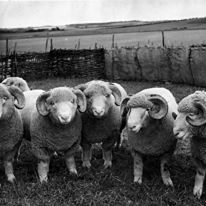 Dorset Sheep