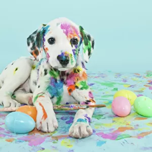Easter Dalmatain puppy