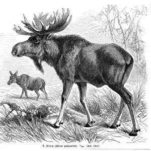 Elk engraving 1896