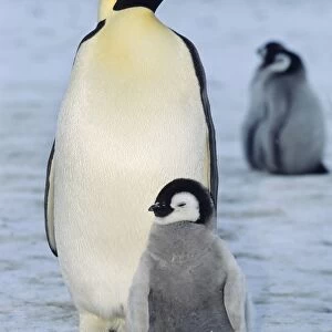 Emperor penguin -Aptenodytes forsteri- with chicks, shelf ice, ice shelf, Weddell Sea, Antarctica