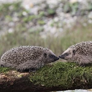European Hedgehogs -Erinaceus europaeus-, young, 7-8 weeks, Allgau, Bavaria, Germany