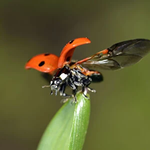 European Seven Spot Ladybird -Coccinella septempunctata- starting to fly, Stuttgart, Baden-Wurttemberg, Germany