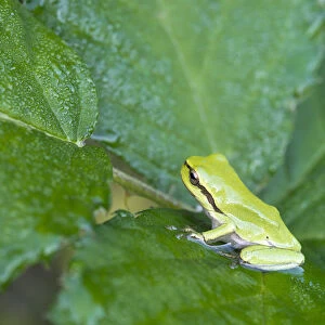 European Tree Frog or Treefrog -Hyla arborea-, young, Burgenland, Austria