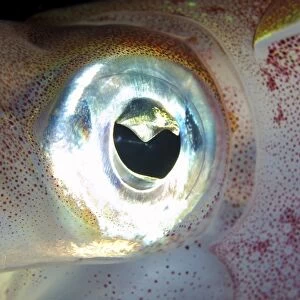 Eye of Bigfin reef squid -Sepioteuthis lessoniana-, Red Sea, Egypt, Africa