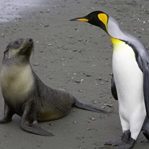 Female Antarctic fur seal pup and king penguin side by side on beach