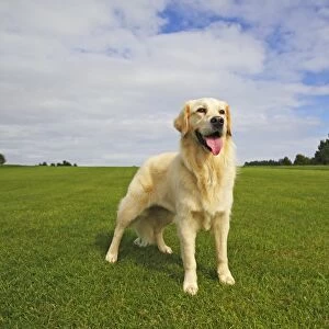 Female Golden Retriever -Canis lupus familiaris-, two-year old dog