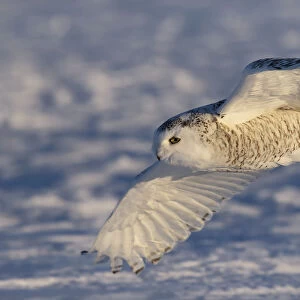 Female Snowy owl flying low hunting over the snow in Canada