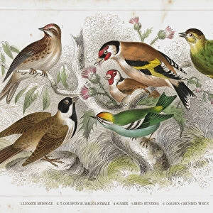 Finch old litho print from 1852