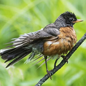 First year fledgling robin