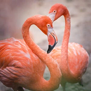 Flamingos in shape of heart