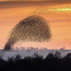 Flocks (murmurations) Of Starlings; (Species: Sturnus vulgaris; Family: Sturnidae; Order: Passeriformes)