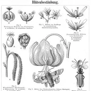 Flower pollination engraving 1895