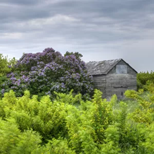 Flowering Bush And And Old Wooden Building
