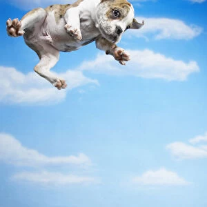 Flying Bulldog Puppy