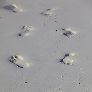 Footprints in the sand, coming and going