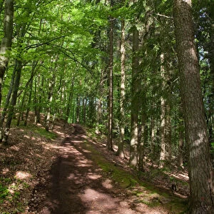 Forest in Odenwald, Hessen, Germany