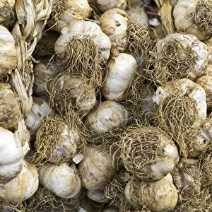 Fresh garlic, Campania, Italy, Europe