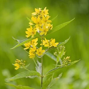 Garden Loosestrife or Yellow Loosestrife -Lysimachia vulgaris-, blooming, Lower Saxony, Germany
