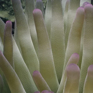 Giant Sea Anemone Tentacles
