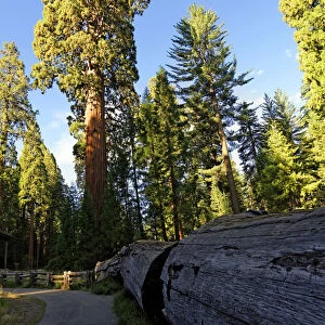 Giant sequoia trees -Sequoiadendron giganteum- in the Giant Forest, Sequoia National Park, California, United States