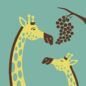 Giraffes Eating Grapes