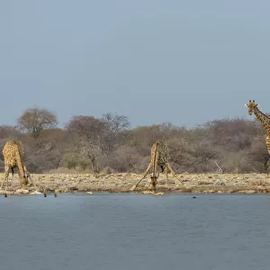 Giraffes and zebras at the waterhole, Giraffe -Giraffa camelopardis- and Burchells Zebra -Equus quagga burchellii-, Klein Namutoni waterhole, Etosha National Park, Namibia