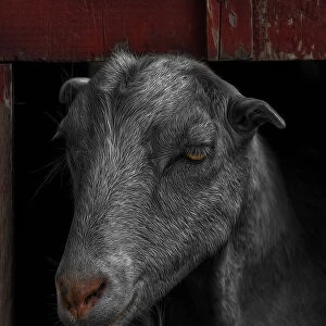 Goat in Red Barn Portrait