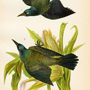 Grackle bird lithograph 1890