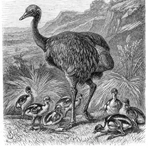 Greater rhea bird engraving 1895