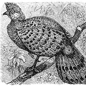Grey Peacock-Pheasant old illustration (Polyplectron bicalcaratum)