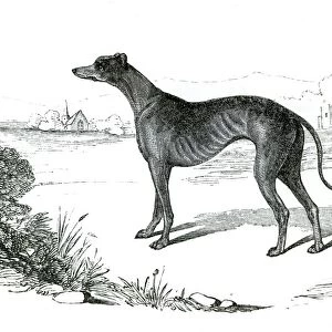 Greyhound dog engraving 1851