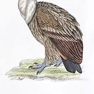 Griffon vulture 19 century illustration