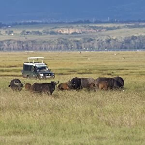 Group of African Buffalo -Syncerus caffer- in front of an off-road vehicle, Lake Nakuru National Park, Kenya, East Africa, Africa, PublicGround