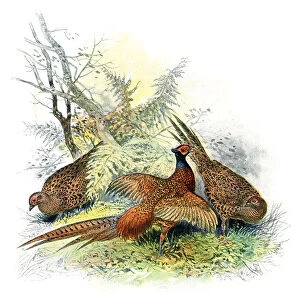 Group of common pheasant in forest drawing