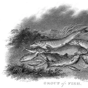Group of fish engraving 1802