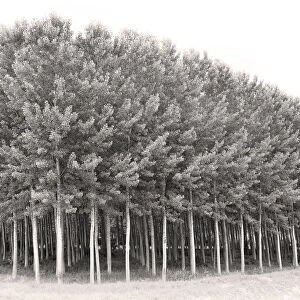 A grove of poplar trees