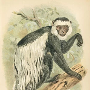 Guereza primate 1894