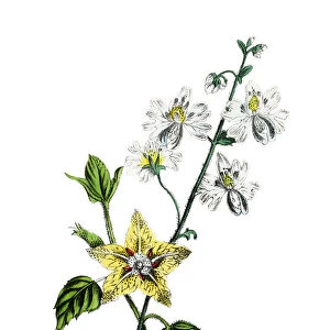 hand painted illustration of ground cherry, Leucophysalis viscosa, and butterfly flower, Schizanthus porrigens