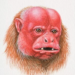 Head of a Bald Uakari, Cacajao calvus, red-faced monkey