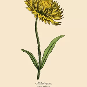 Helichrysum or Straw Plant, Victorian Botanical Illustration