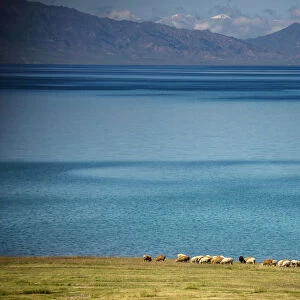 Herd of Sheep near Sayram Lake, Ili, Xinjiang