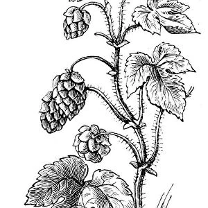Hop plant illustration 1899